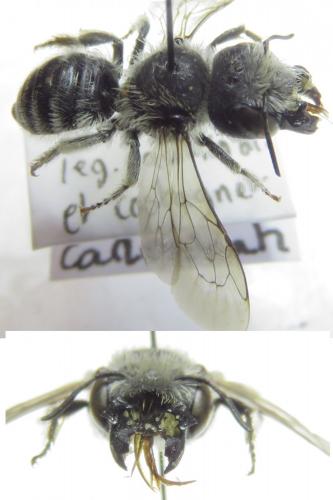 Hoplitis cristatula
